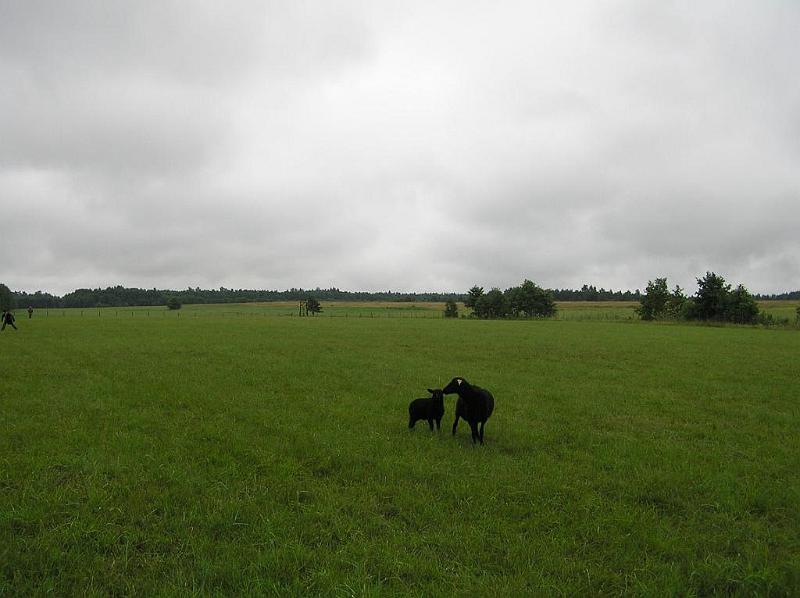 Suvine seiklus saarel (412) 